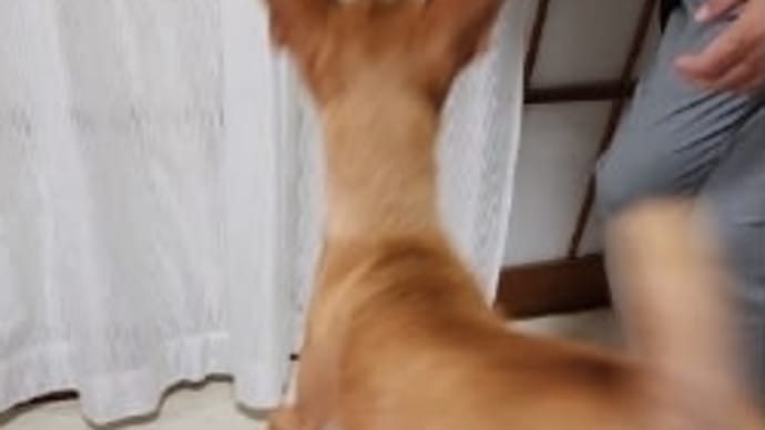 お父さんのお土産