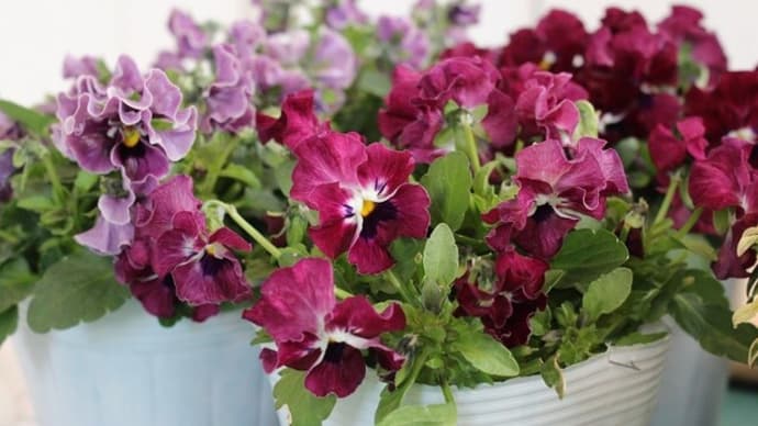 春の寄せ植え教室♪より