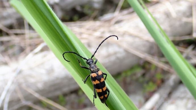 カラフトヨツスジハナカミキリ