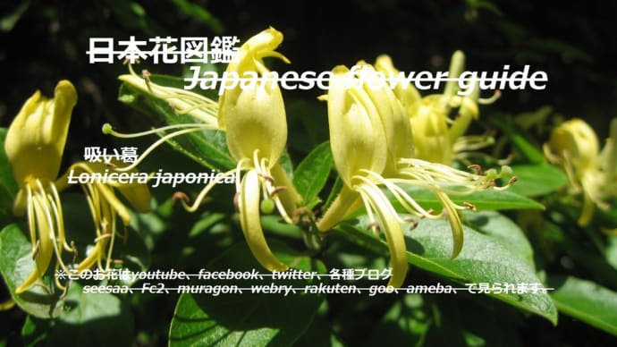 金銀草?!Gold and silver grass? !!