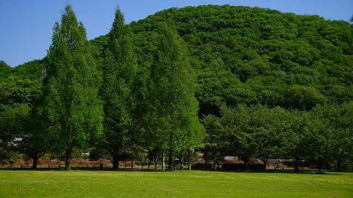 2024年4月下旬:とある運動公園で「メタセコイア」色ずき偵察。