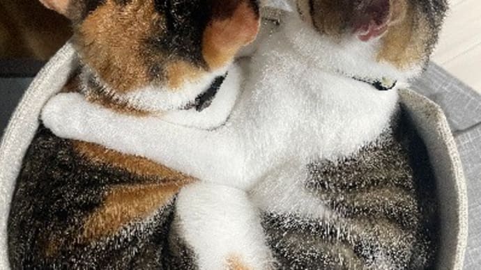 子猫の成長