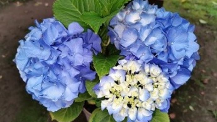 このへばりつく空気が嫌い・・・