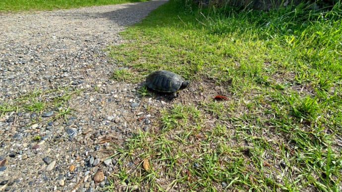 富津公園散策 新たな発見 亀仙人出た(+_+) 富津の今日の風結果 9m前後強めに吹きました