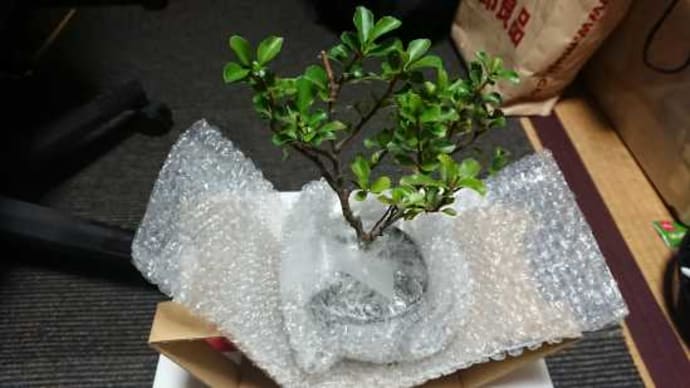初心者用盆栽セットが届きました・・・・・・・。('◇')ゞ