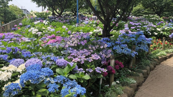 紫陽花の写真を撮りに