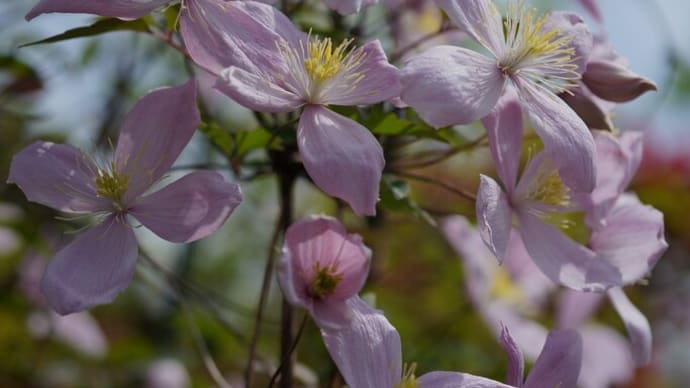 ●我が家の４月の花（7）　クレマチス・モンタナ　タチイヌノフグリとキジムシロ（山野草）