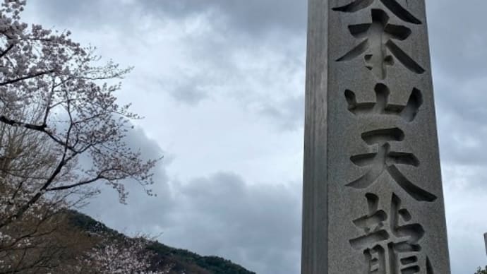 桜の開花早いです・天龍寺