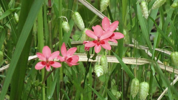 5月の花 3