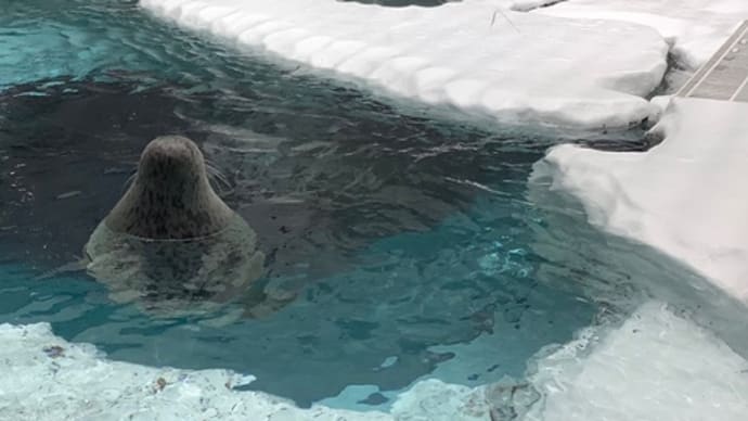海遊館に行って来ました