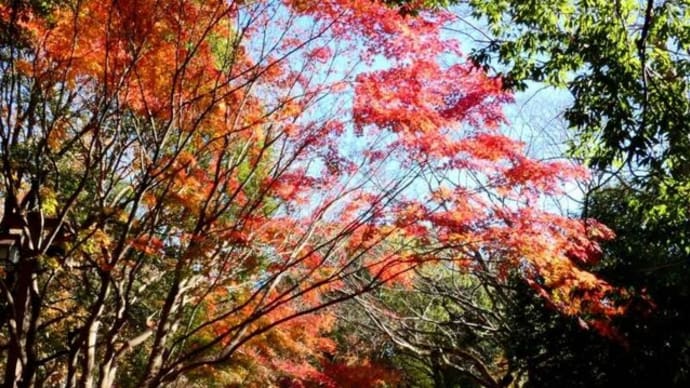 ・ 大和 ふれあいの森　親水広場では紅葉がピークです　　（2022/12/12）