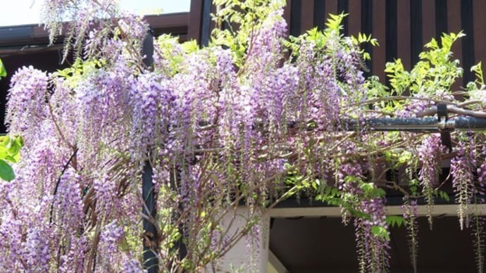 藤の花が咲く