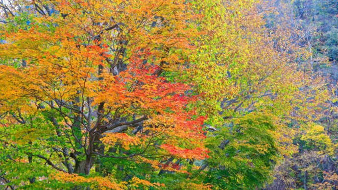 松川渓谷の紅葉1