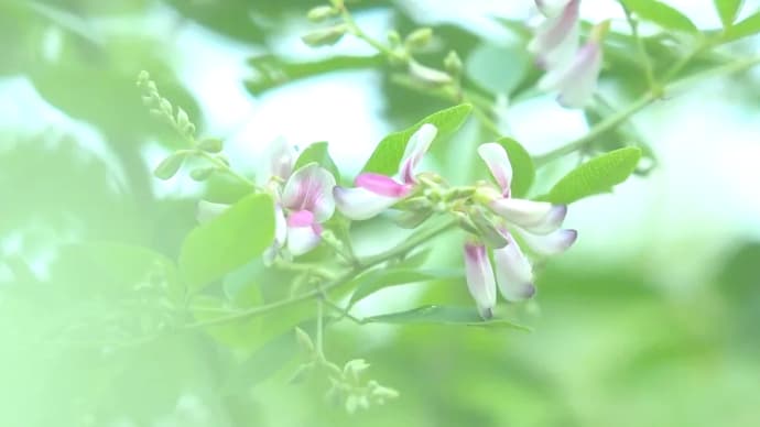 秋の気配とレーワの米騒動..我が家の場合 。。。