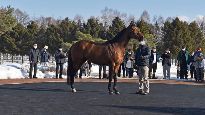 【JBBA日本軽種馬協会種牡馬展示会2022】が開催(新種牡馬ミスチヴィアスアレックスなど9頭)