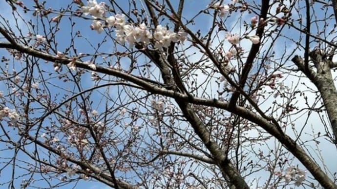 もりもり通信!(^^)! ~開花宣言とお知らせ~
