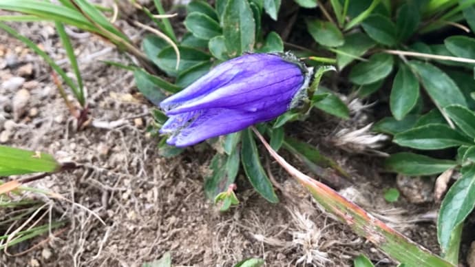 阿弥陀岳で出会った花々