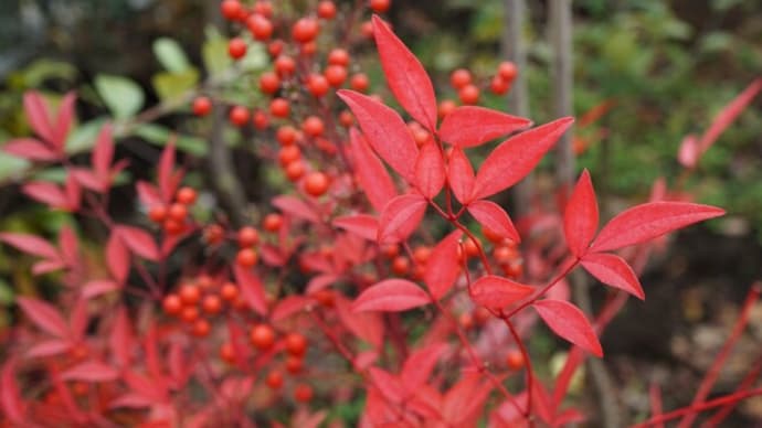 南天の真っ赤な紅葉