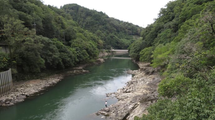 宇治川で元気の出る黄色い花発見! ノササゲ(多分)にヤクシソウ