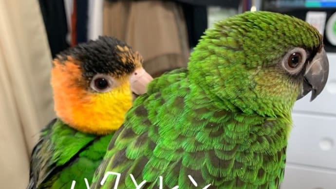 #14 シロハラインコとの遊び方