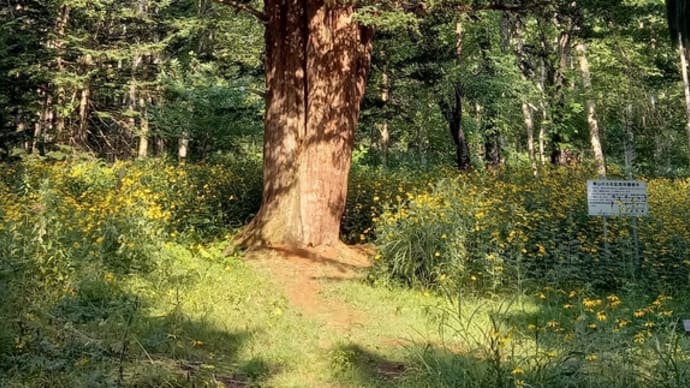 樹齢1300年の大樹