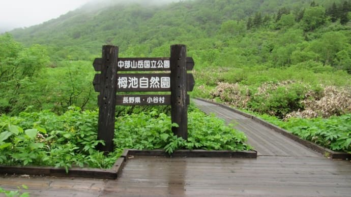 湿原散策(7/7栂池)