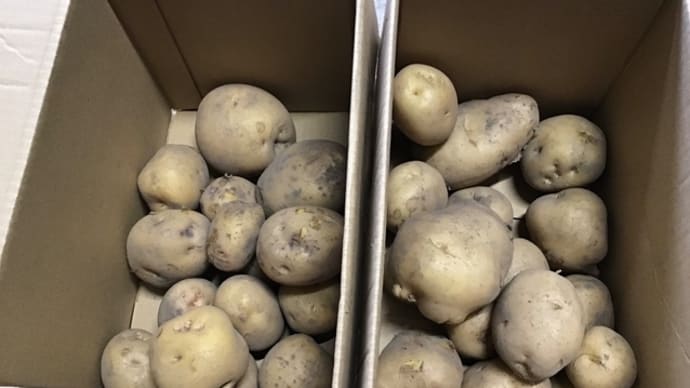 美味そうなジャガイモ🥔