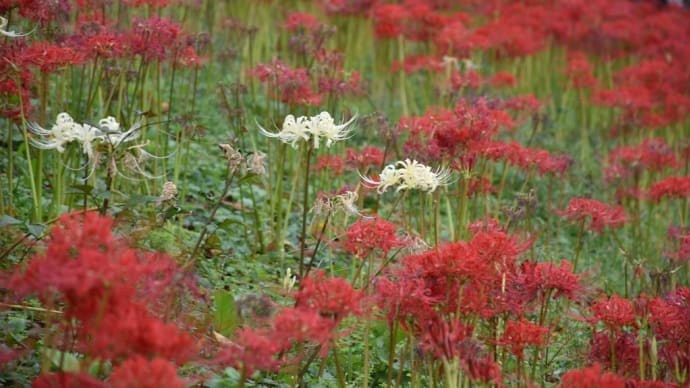 曼殊沙華狩り 埼玉県幸手市権現堂堤 権現堂公園 第16回曼殊沙華まつり(4)おもいで坂