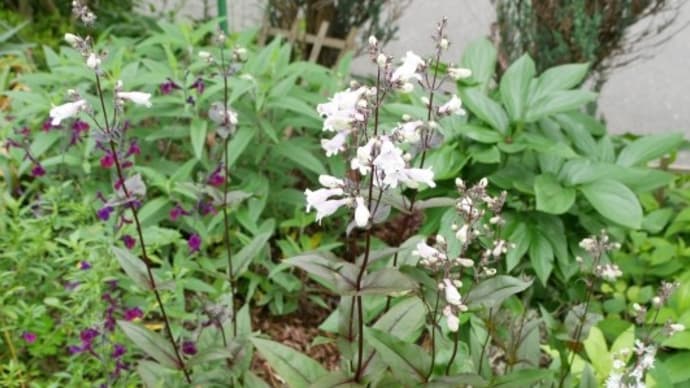 似て非なる植物と待ってた花と庭花ブーケ