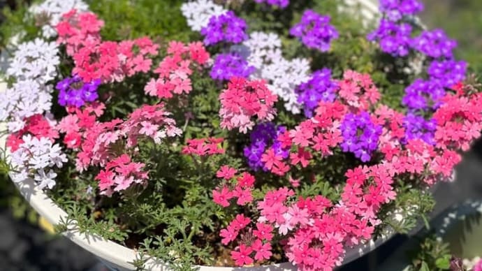 スーパーベナ アイストゥインクルをハンギングに*職場のお花タピアンが咲き揃いました
