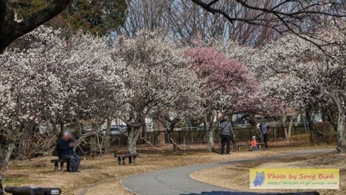大宮第2公園の梅林