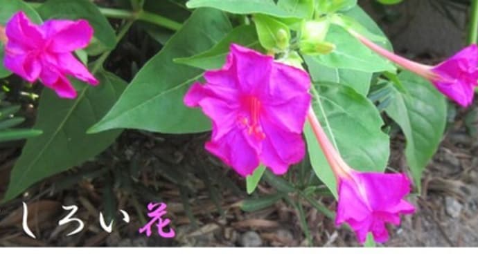 オシロイバナ(おしろい花)が庭のあちこちに咲きだしましたね😄