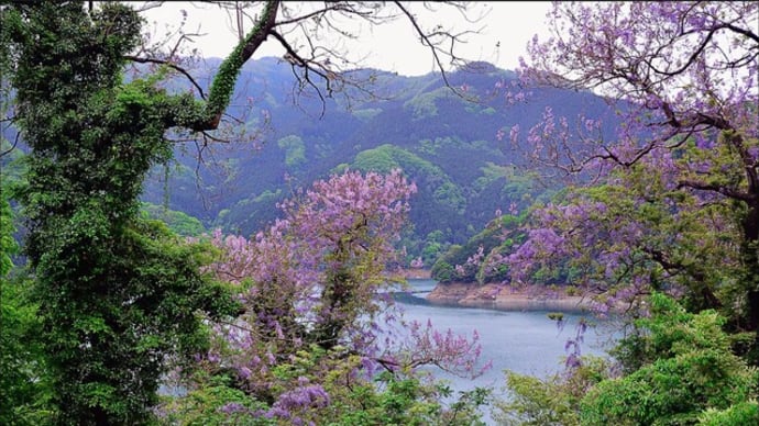 「神流川・下久保ダム」周辺で咲く桐の花