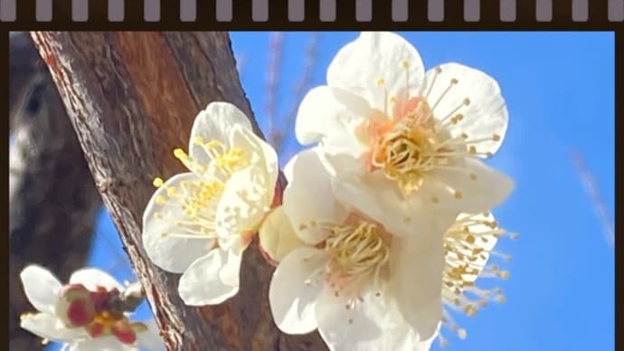 府中市郷土の森