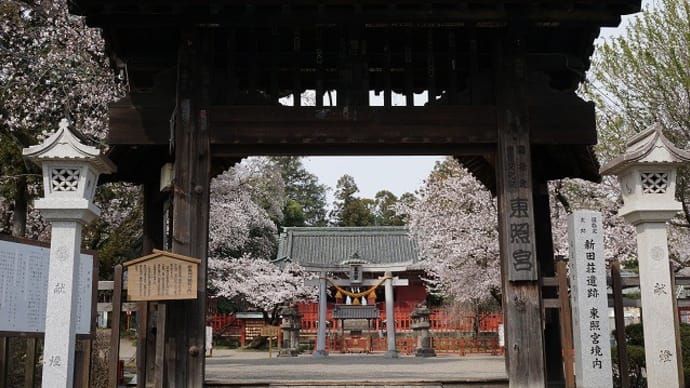 世良田東照宮の桜