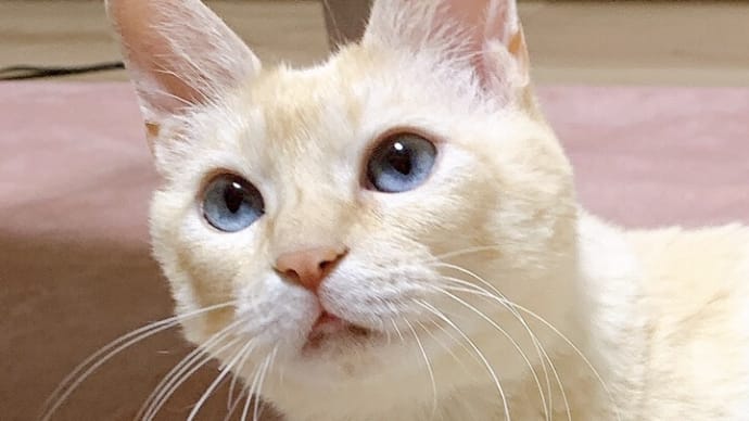 まりあちゃん♡猫の日に正式譲渡