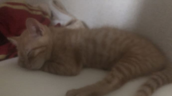 古家の日常