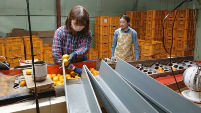 小原2下かがりと選果隊走り回る