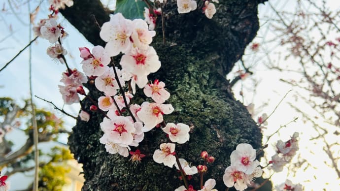 春散策🌸