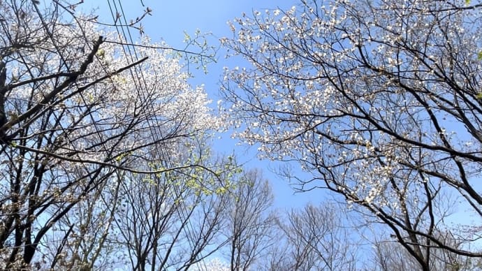Sat '24/04/20 我が家の山桜はやっと7分咲き…