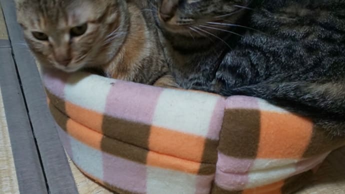 気休めですが…