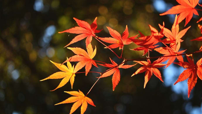 イロハモミジ - 紅葉3