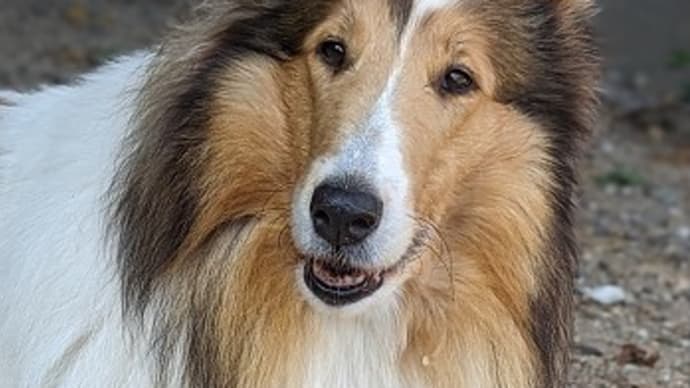 ミコ 5歳のお誕生日