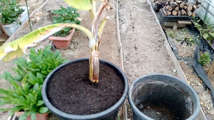 バナナの木の鉢替えと吸い芽取り1
