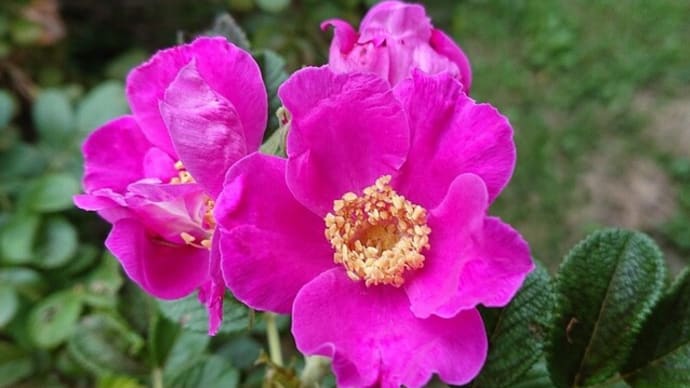 ハマナスの花が返り咲き