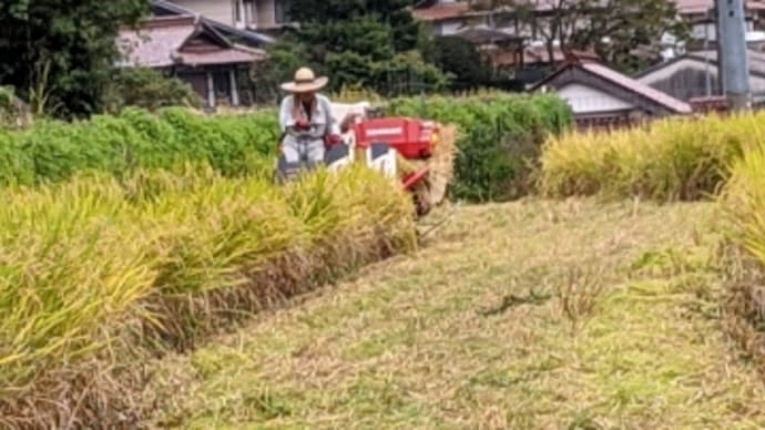 大変だった稲刈り