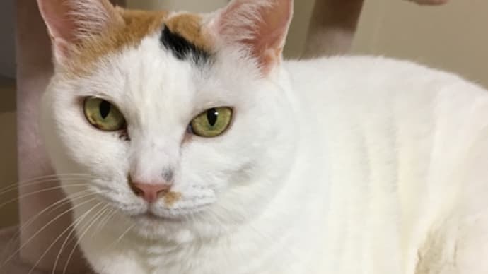 家飲みサイコー 上善如水 ひやおろしと寝坊して猫のユキちゃんに怒られました