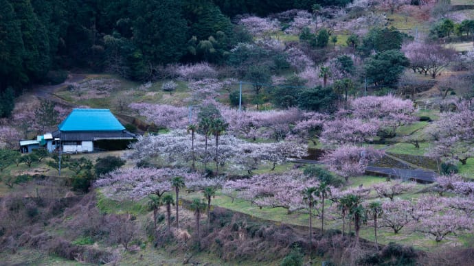 梅林の朝