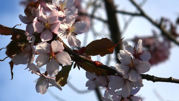 北海道の桜3-3