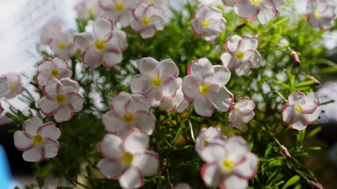 ●我が家の12月の花(5) オキザリス・パーシーカラー 寄せ植え(ハボタン、ガーデンシクラメン、ビオラ、スイートアリッサム